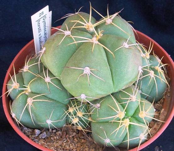 Gymnocalycium_horstii_v_buenekeri